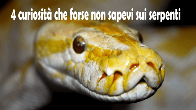 4 curiosità sui serpenti