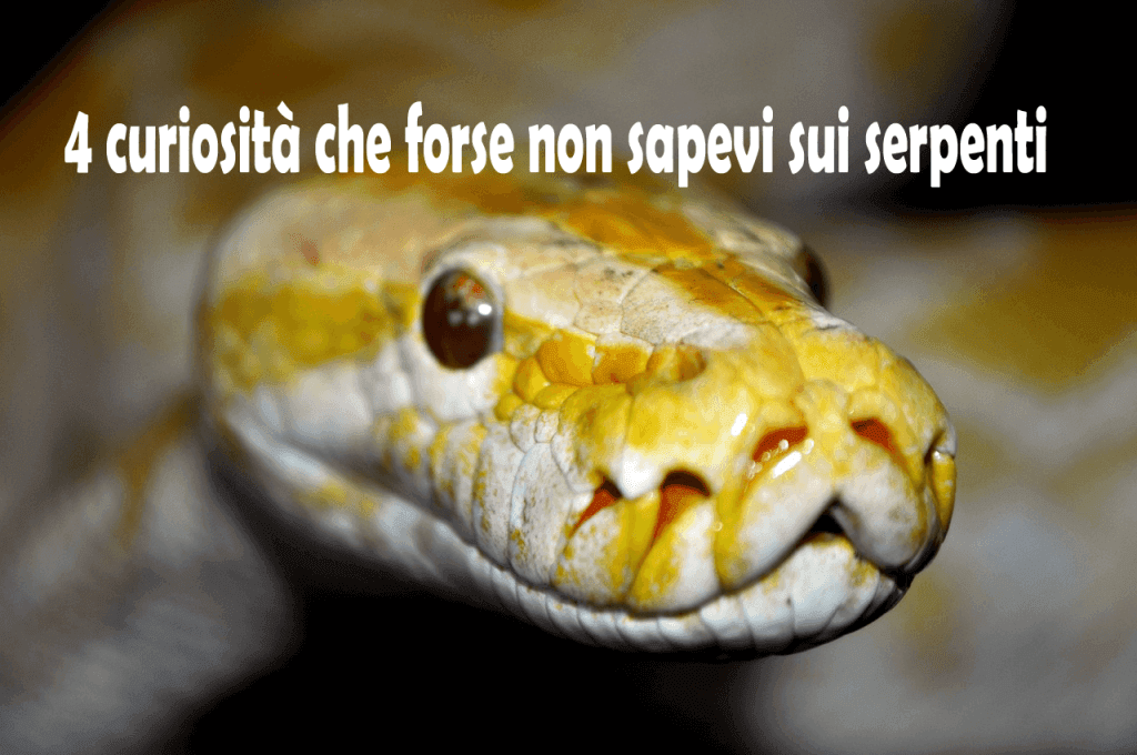 4 curiosità sui serpenti