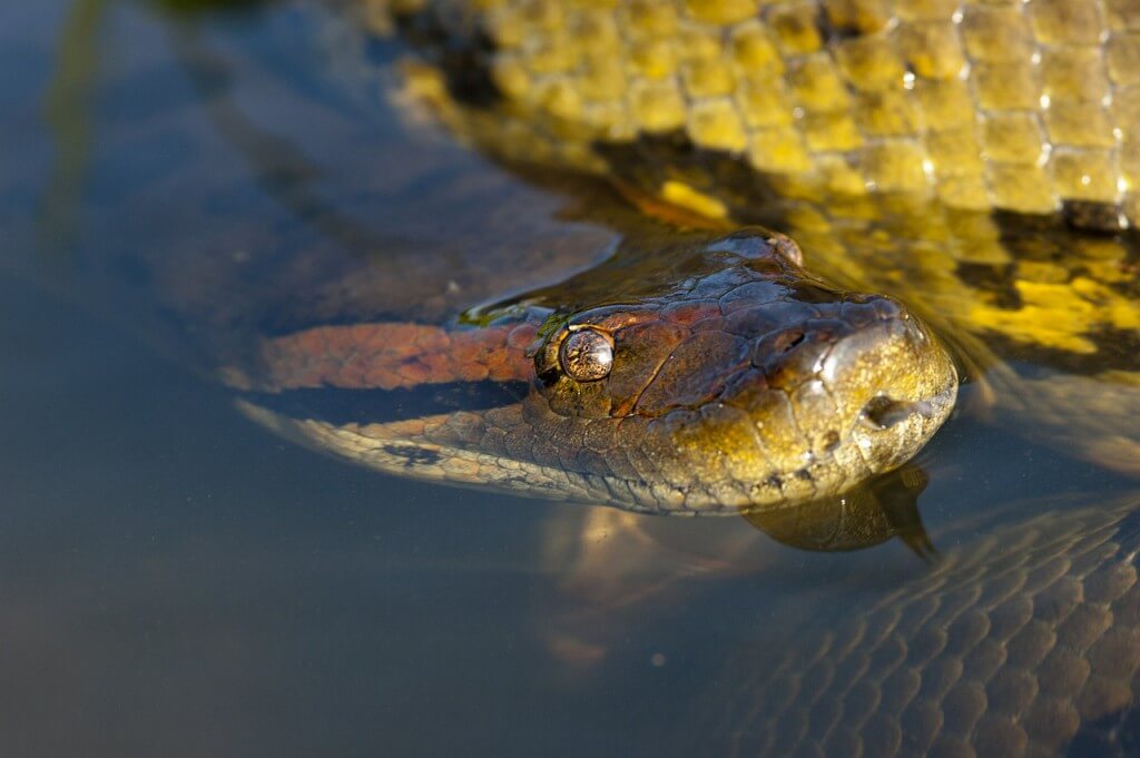 anaconda, il serpente più pesante del mondo  i serpenti più lunghi del mondo I serpenti più lunghi del mondo anaconda 1024x681