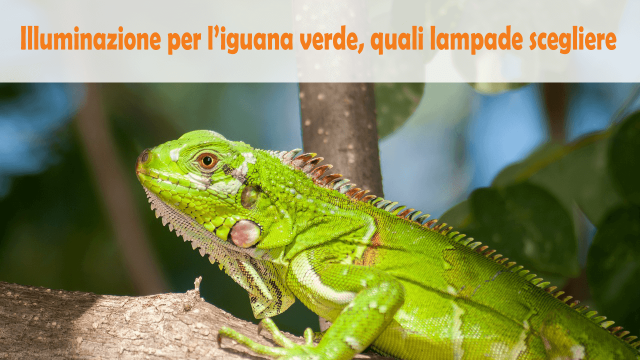La giusta lampadina per l'iguana verde