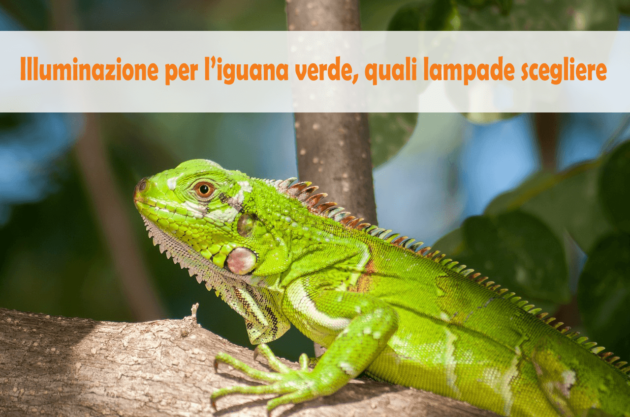 La giusta lampadina per l'iguana verde