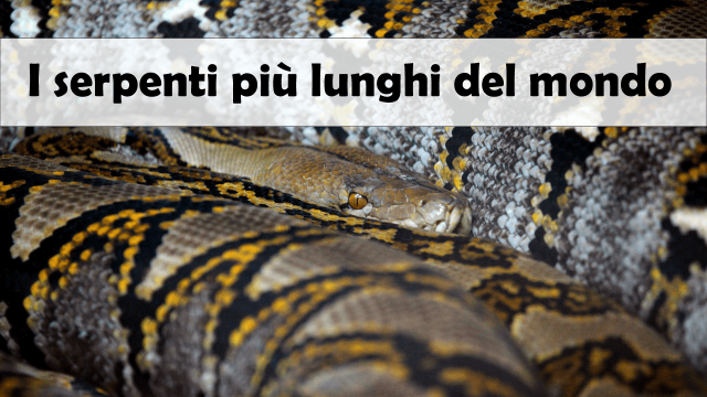 Serpenti più lunghi del mondo