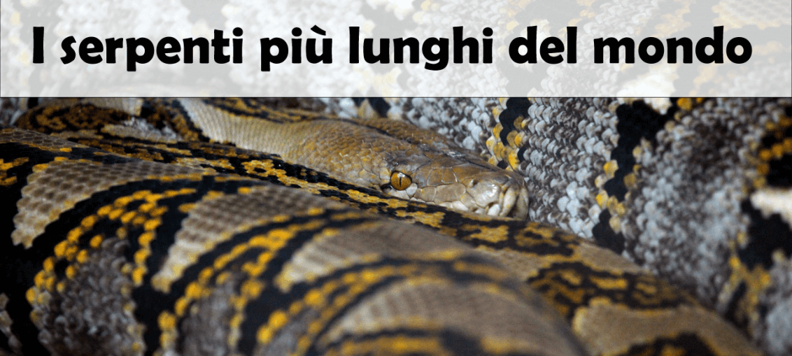 Serpenti più lunghi del mondo