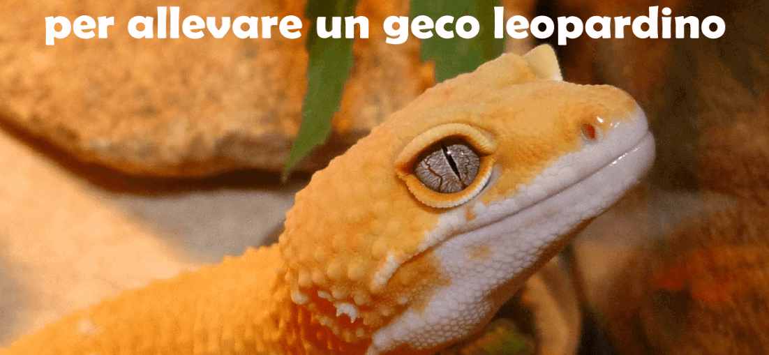 Accessori necessari per allevare il geco leopardino in terrario