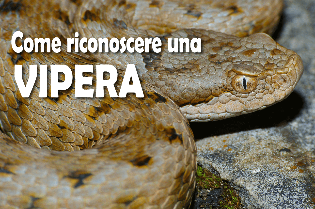 Riconoscere un aspide