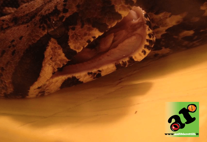 Sintomi della IBD in boa constrictor  Il tuo boa guarda le stelle: potrebbe essere in pericolo. Scopri perchè ibd sintomi 1 1