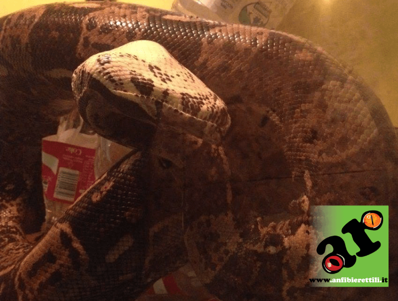 Posizione innaturale dell testa in boa constrictor affetto da malattia a corpi inclusi o IBD   Il tuo boa guarda le stelle: potrebbe essere in pericolo. Scopri perchè ibd sintomi 2 1
