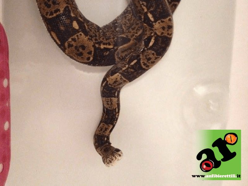 Boa constrictor guarda le stelle a causa della IBD   Il tuo boa guarda le stelle: potrebbe essere in pericolo. Scopri perchè ibd sintomi 3 1