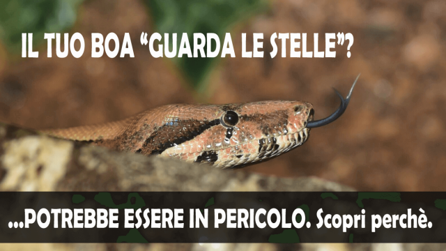 IBD boa constrictor