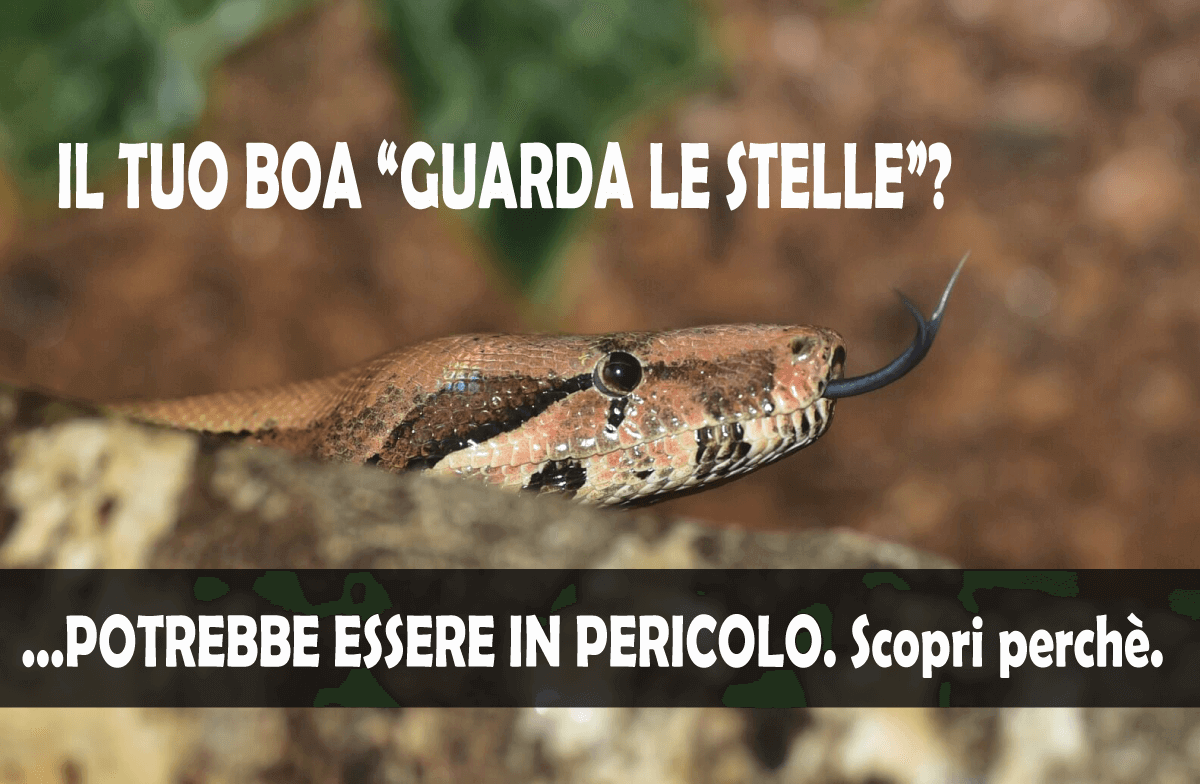 IBD boa constrictor