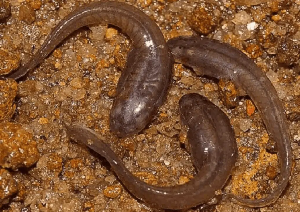 Scoperti girini che vivono nella sabbia e mangiano detriti organici