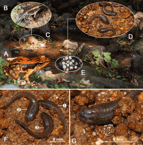 Girini con abitudini fossorie scoperti in India  Scoperti girini che vivono nella sabbia e mangiano detriti organici girini fossori 495x500