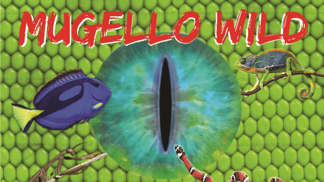 Mugello wild 2016