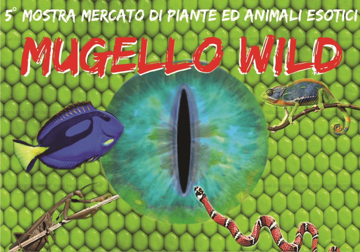 Mugello wild 2016