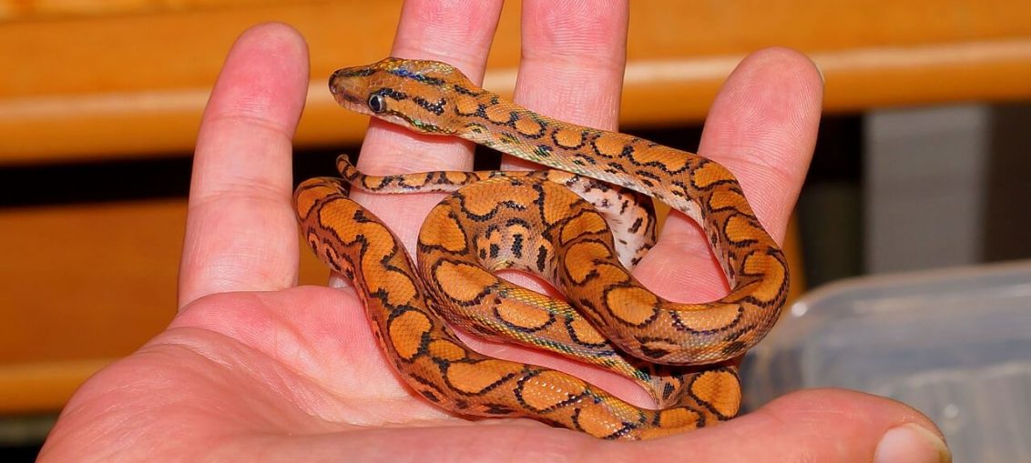 Dritte per convinciere i familiari a farti tenere un serpente