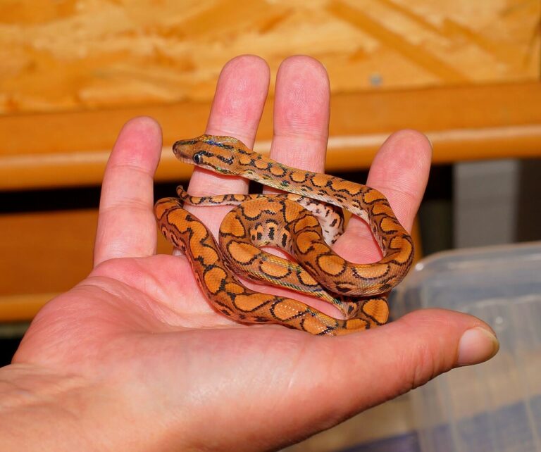 Dritte per convinciere i familiari a farti tenere un serpente