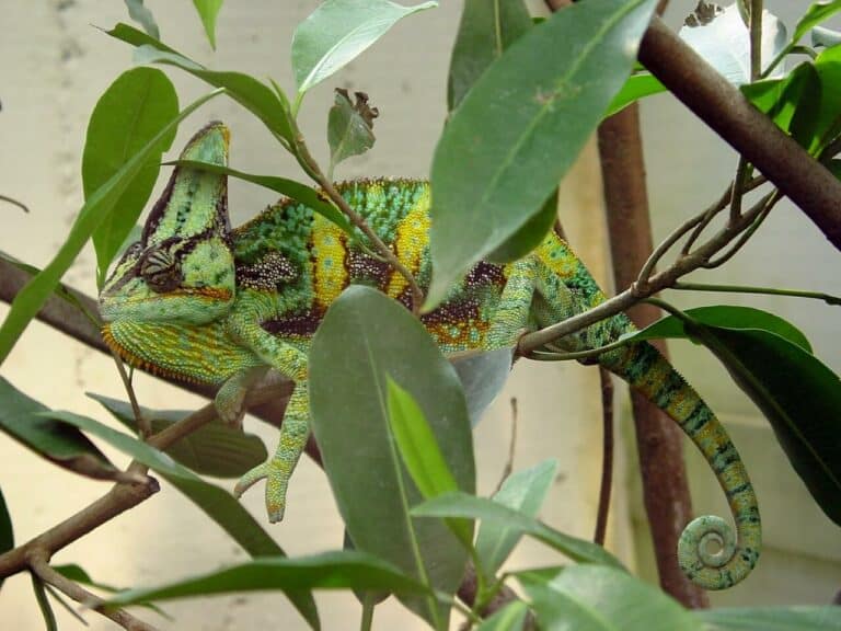 Guida all'allevamento del Chamaeleo Calyptratus