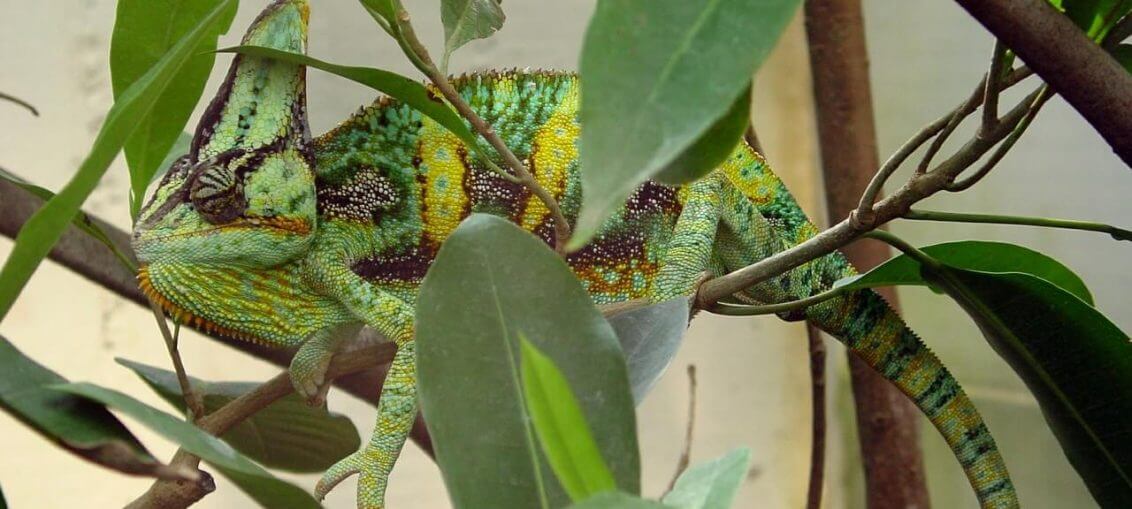 Guida all'allevamento del Chamaeleo Calyptratus
