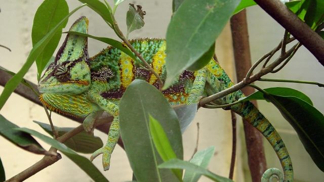 Guida all'allevamento del Chamaeleo Calyptratus