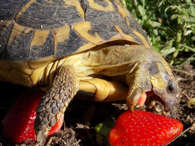 Come curare l' alimentazione delle tartarughe di terra