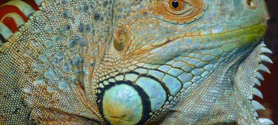 iguana maschio consigli utili per allevarla