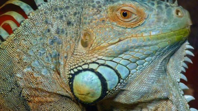 iguana maschio consigli utili per allevarla