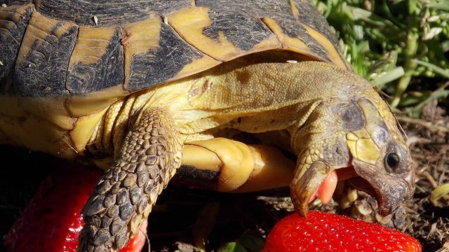 Come curare l' alimentazione delle tartarughe di terra
