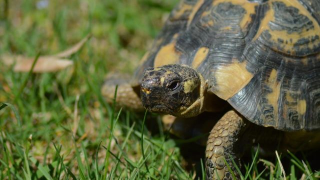 Come costruire un terrario per tartarughe