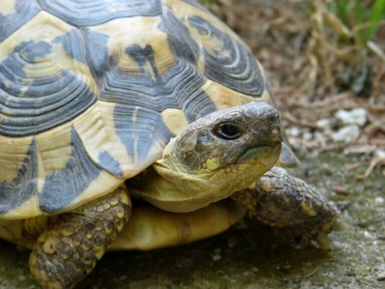 Guida alle tartarughiere di terra