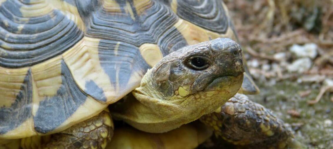 Guida alle tartarughiere di terra