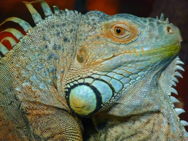 iguana maschio consigli utili per allevarla