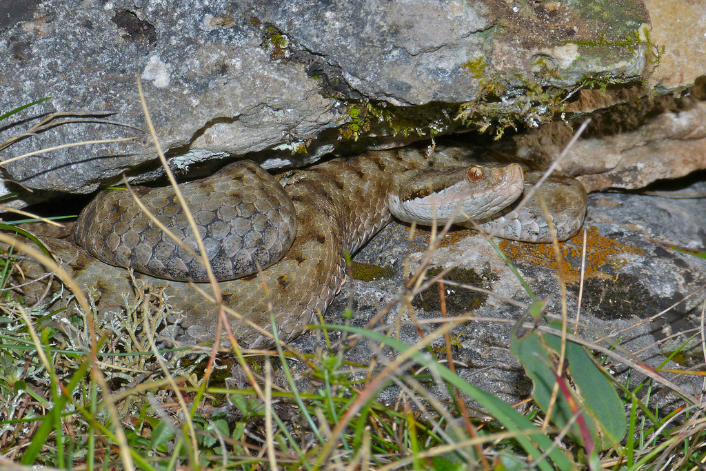 Aspic Viper (Vipera aspis zinnikeri) adult female by berniedup Serpenti velenosi in italia: una vipera o aspide