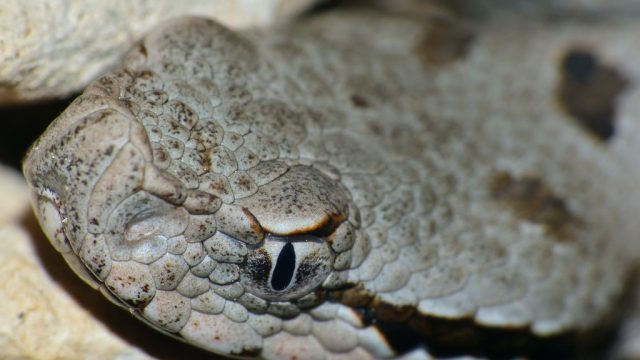 Serpenti velenosi in Italia, guida