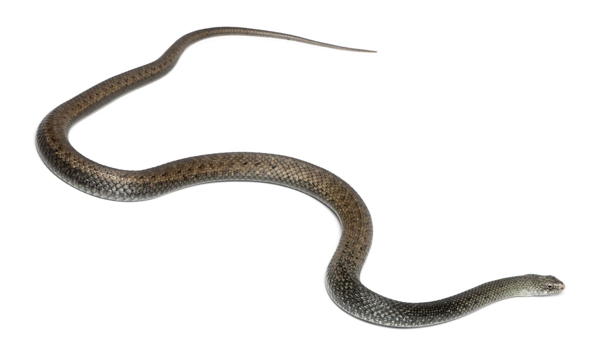 Colubro lacertino, serpenti velenosi