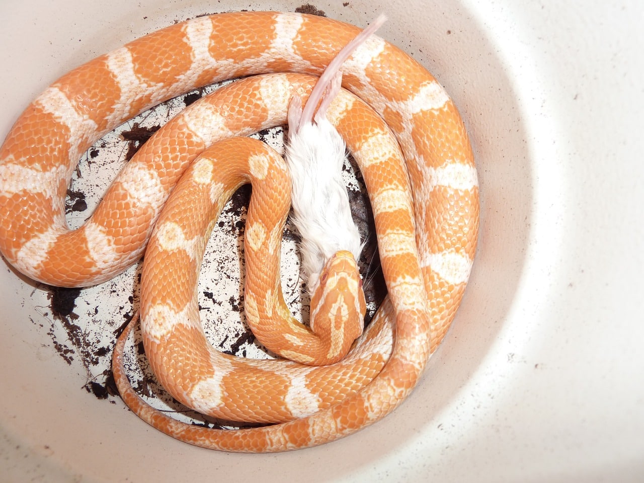 baby serpente del grano che si nutre serpente del grano Serpente del grano: guida pratica all&#8217;allevamento in terrario serpenete del grano allevamento 1