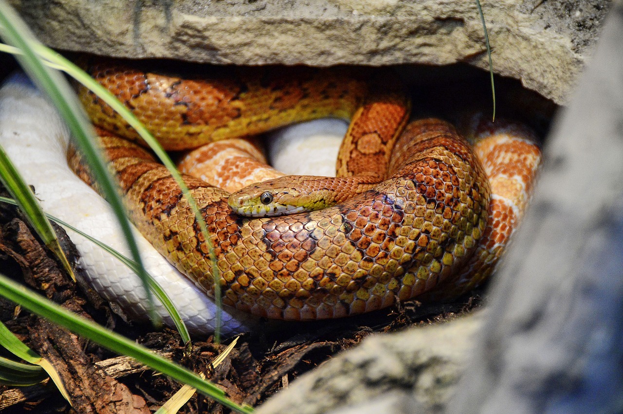 serpenti del grano serpente del grano Serpente del grano: guida pratica all&#8217;allevamento in terrario serpente del grano 1