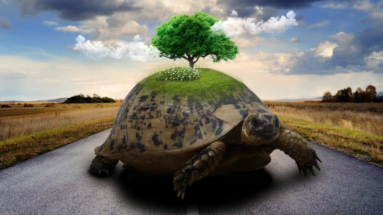 Scopri cosasignifica sognare tartarughe
