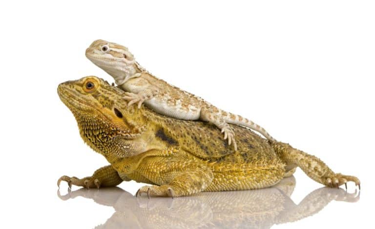 Un baby e un adulto di drago barbuto