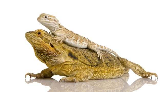 Un baby e un adulto di drago barbuto