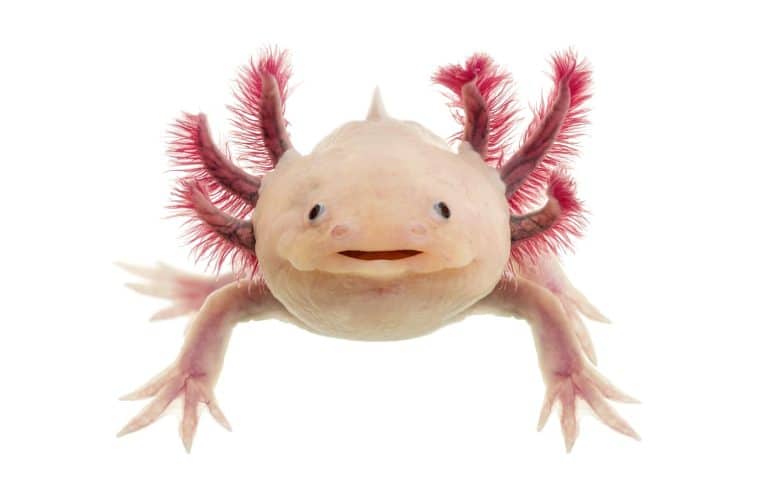Axolotl albino