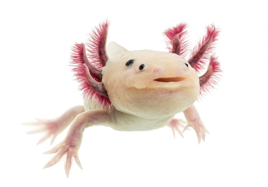 Axolotl di profilo