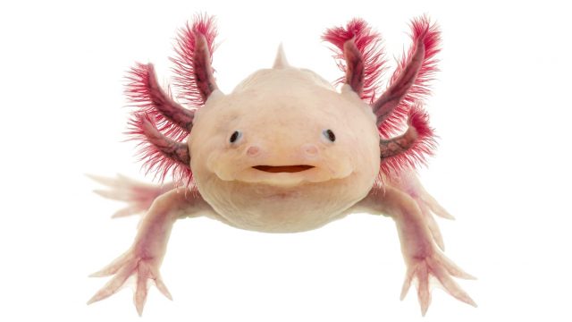 Axolotl albino