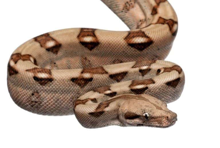 Un esemplare di boa constrictor salmon