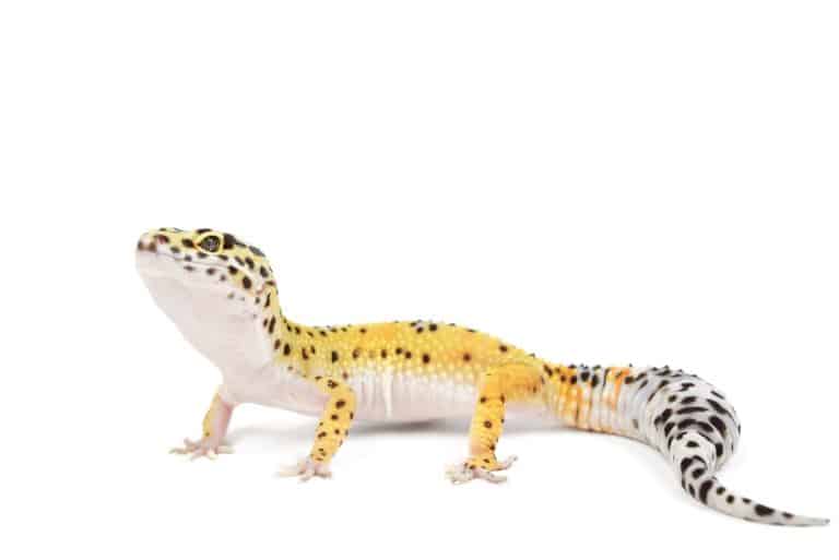 Geco leopardino in primo piano