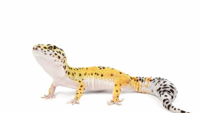 Geco leopardino in primo piano