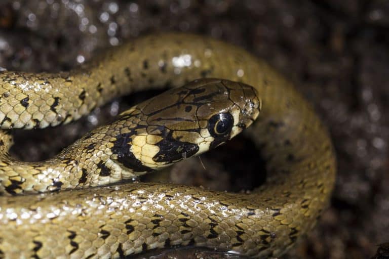 Biscia dal collare - guida ai serpenti italiani