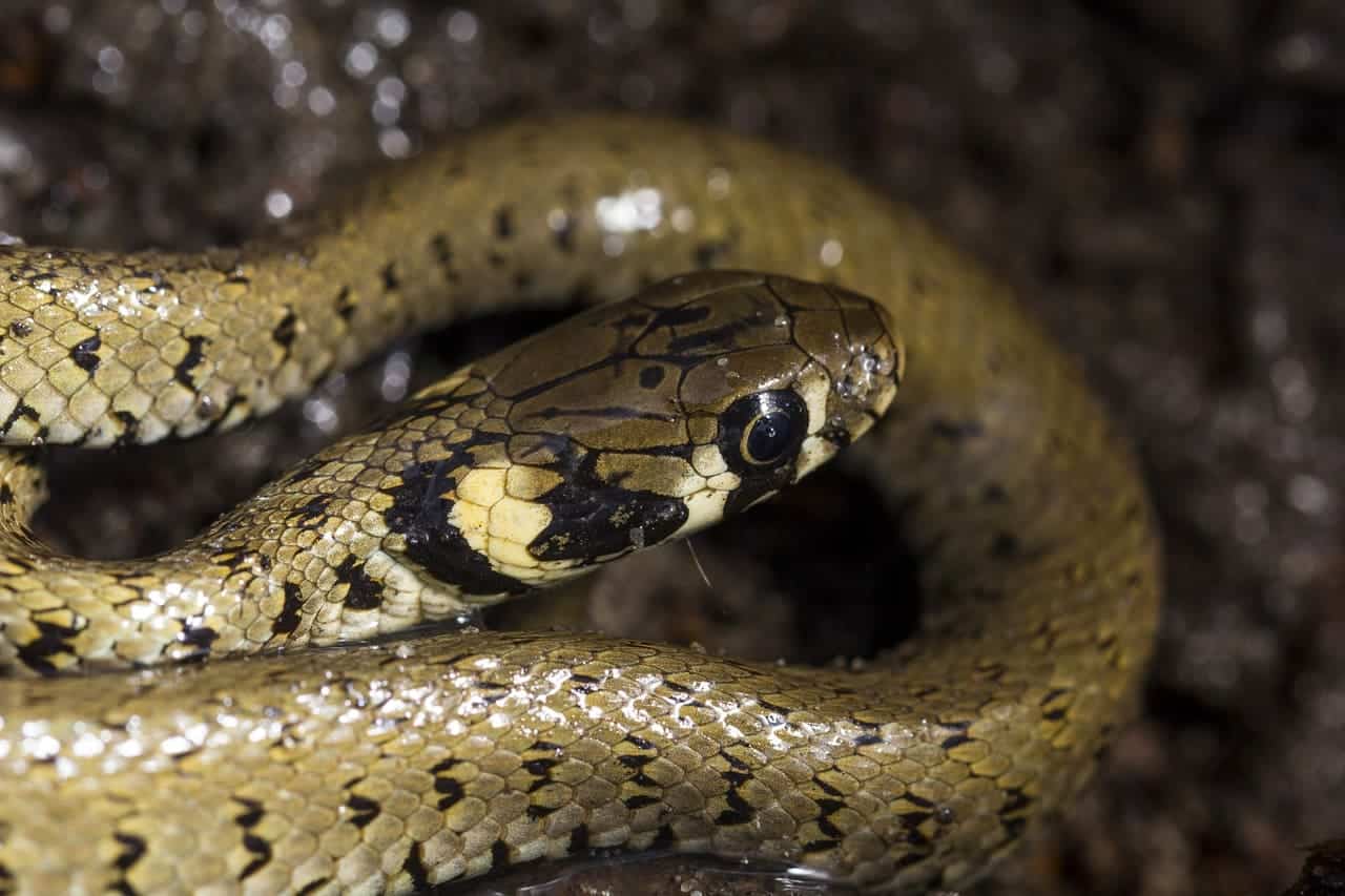 Biscia dal collare - guida ai serpenti italiani  Guida ai serpenti italiani guida ai serpenti italiani 1