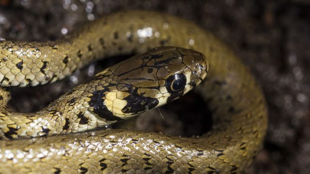 Biscia dal collare - guida ai serpenti italiani