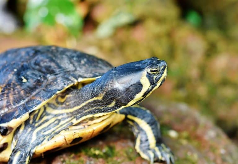 Miglior cibo per tartarughe acquatiche