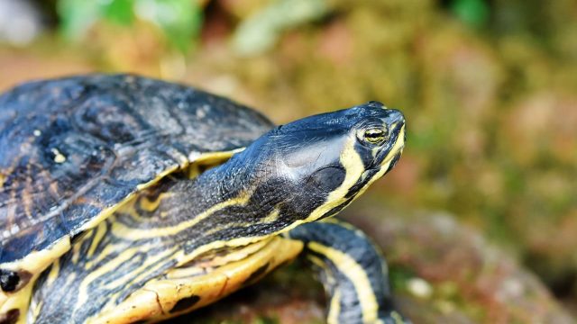 Miglior cibo per tartarughe acquatiche